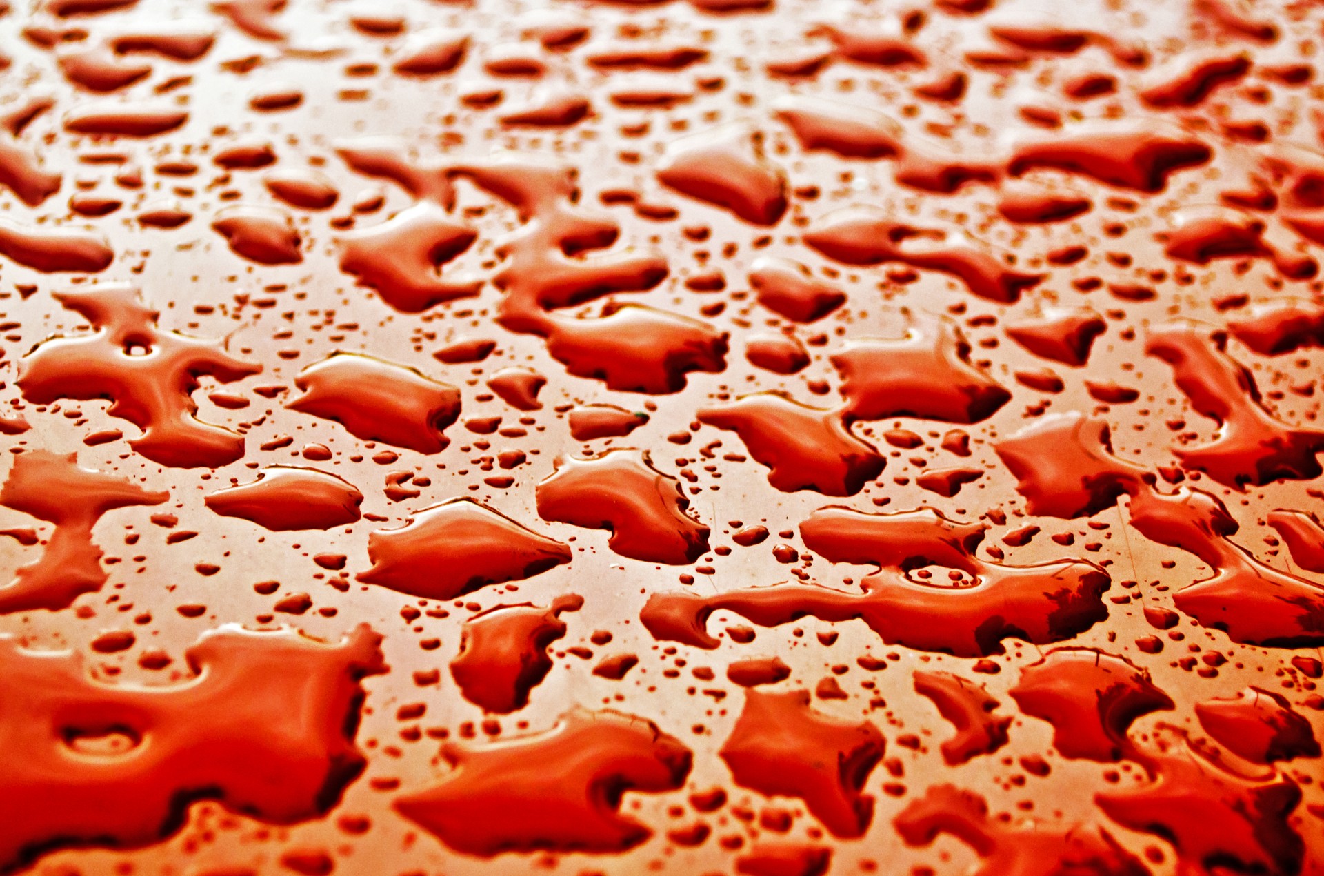 water drops wet free photo