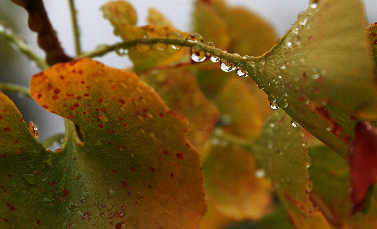 water drops drip fall free photo