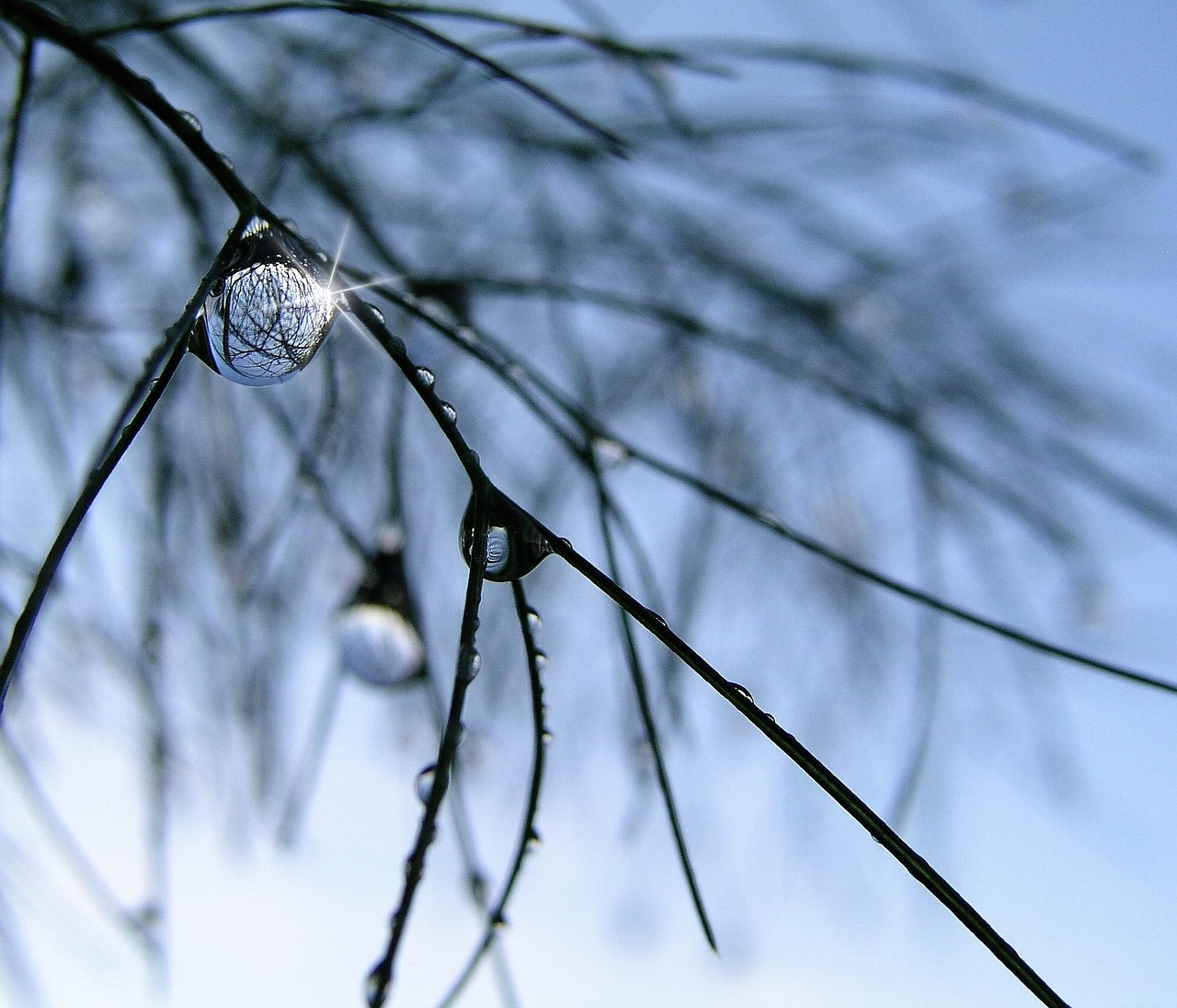 water drops grass rain free photo