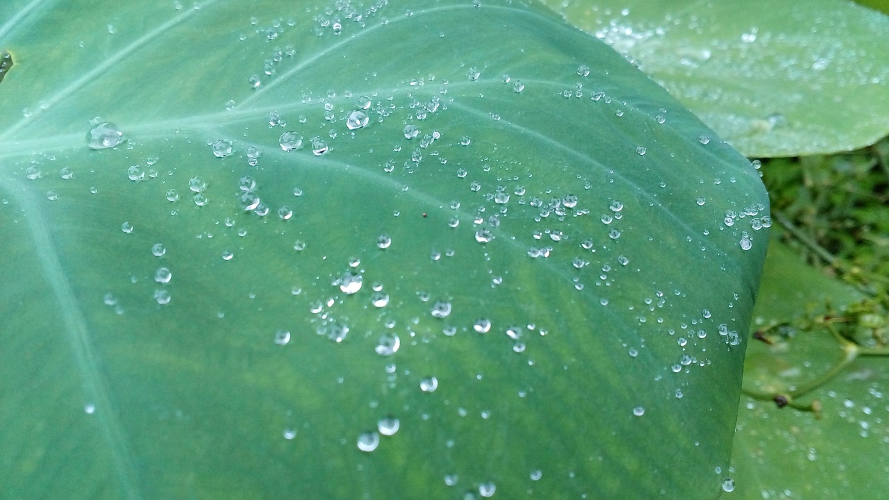 water drops beautiful awesome free photo