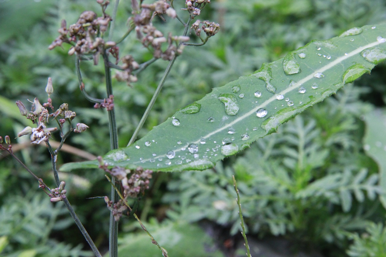 water drops weeds leaf free photo