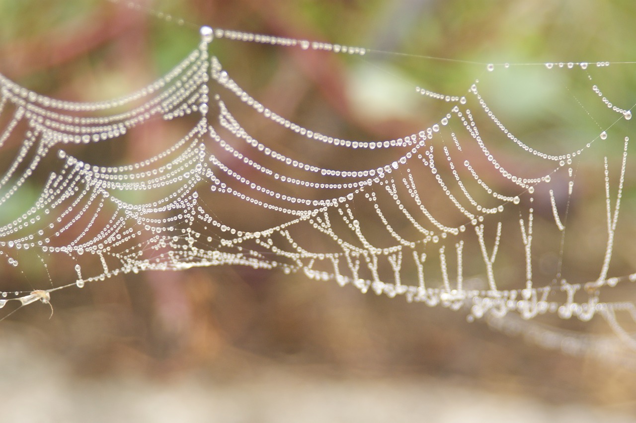 water drops spider web crystal clear free photo