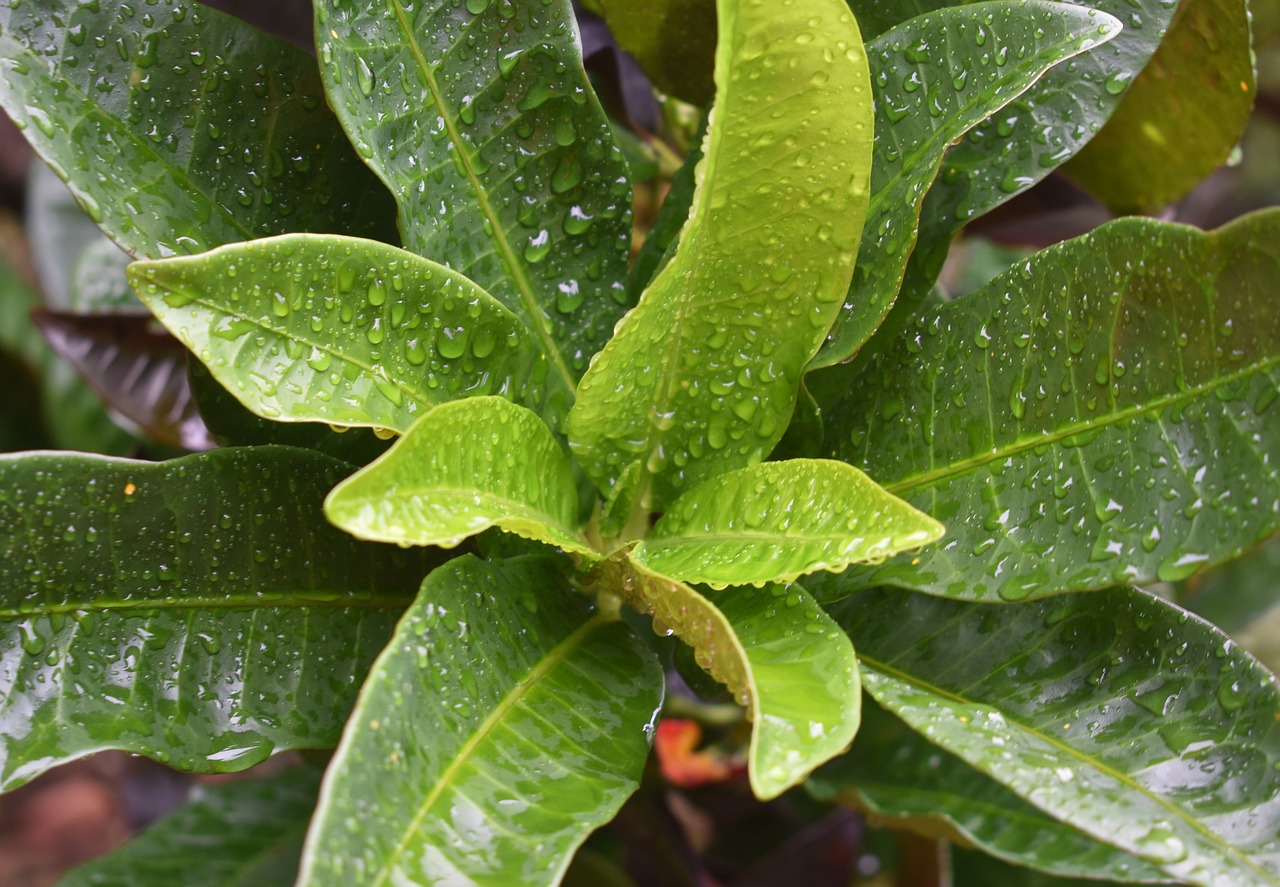 water drops raindrop rain free photo