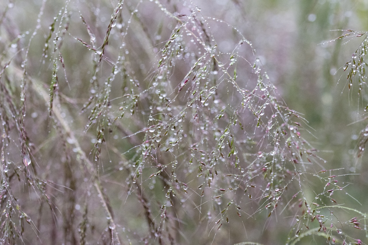 water drops  structure  water free photo