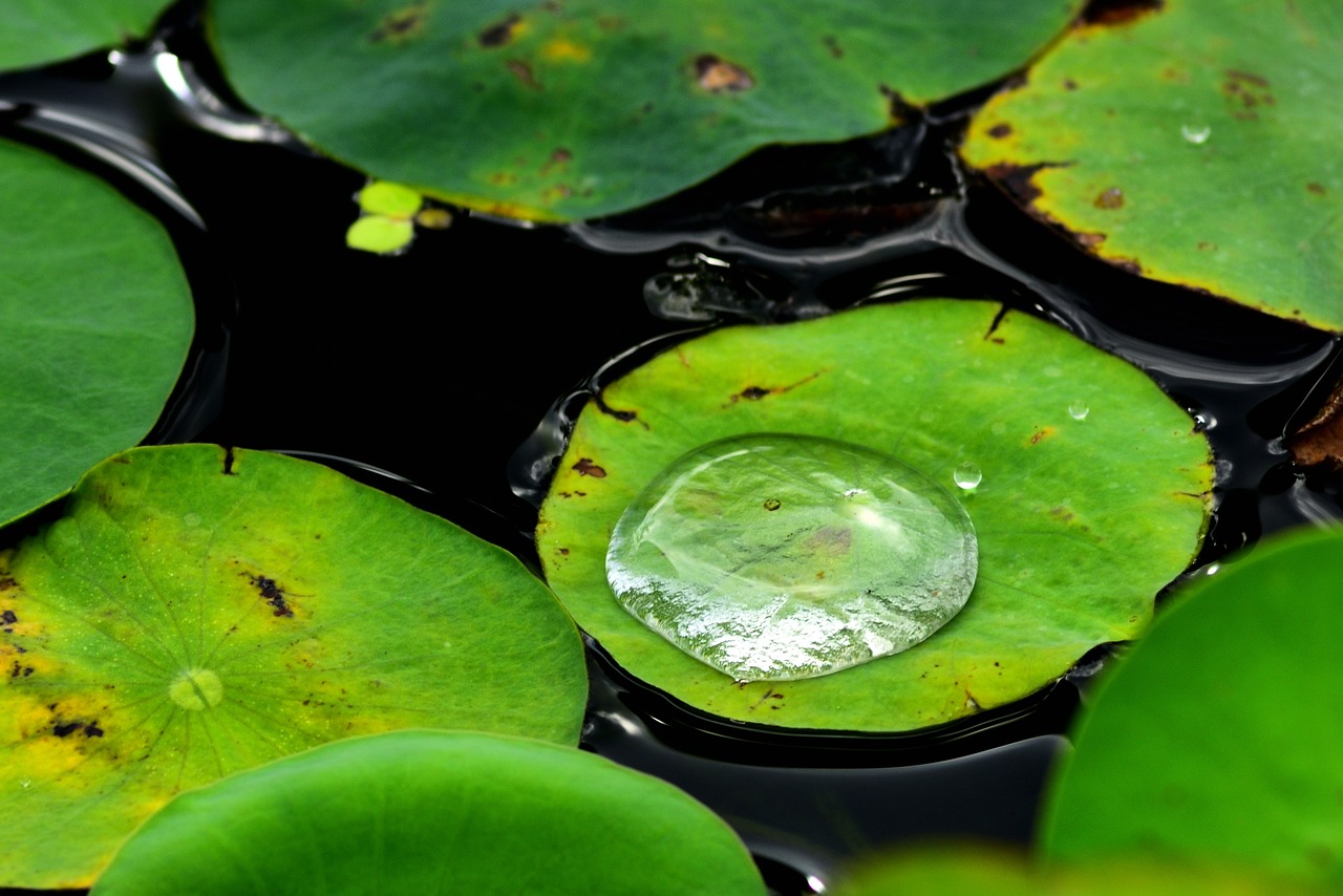 water drops  water droplets  water free photo