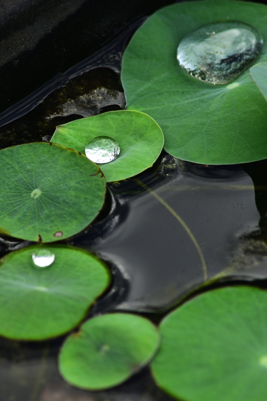 water drops  water droplets  water free photo