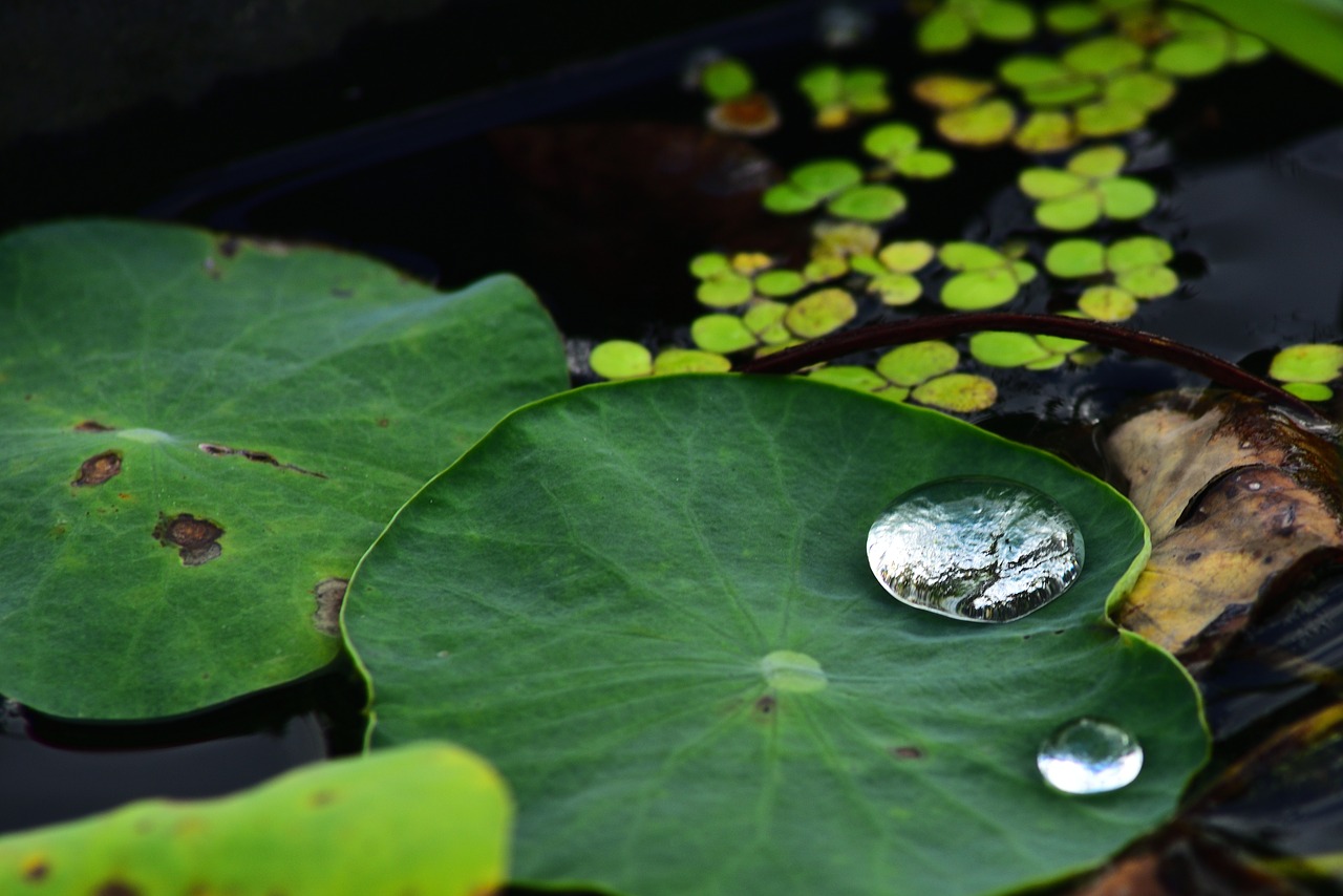 water drops  water droplets  water free photo