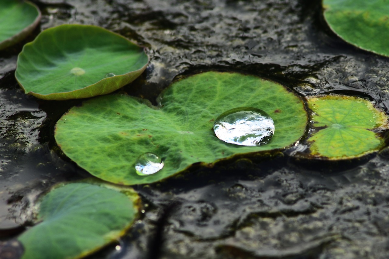 water drops  water droplets  water free photo