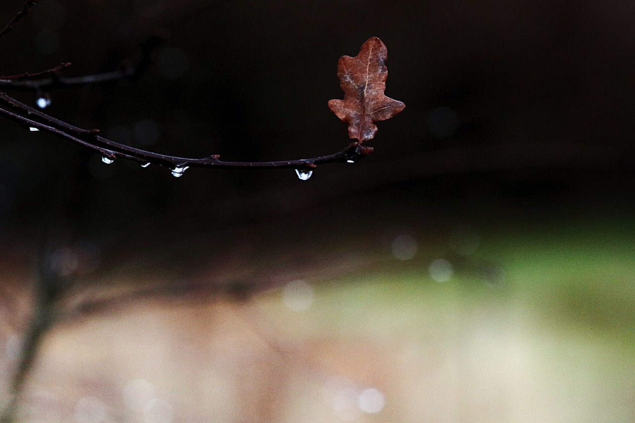 water drops  leaves  branch free photo