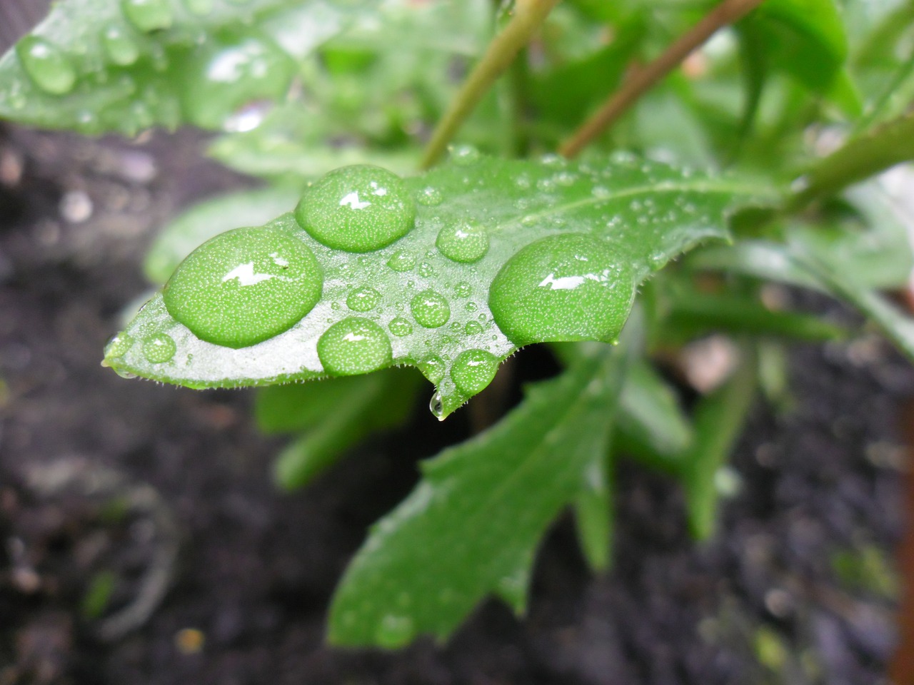 water drops  nature  rain free photo