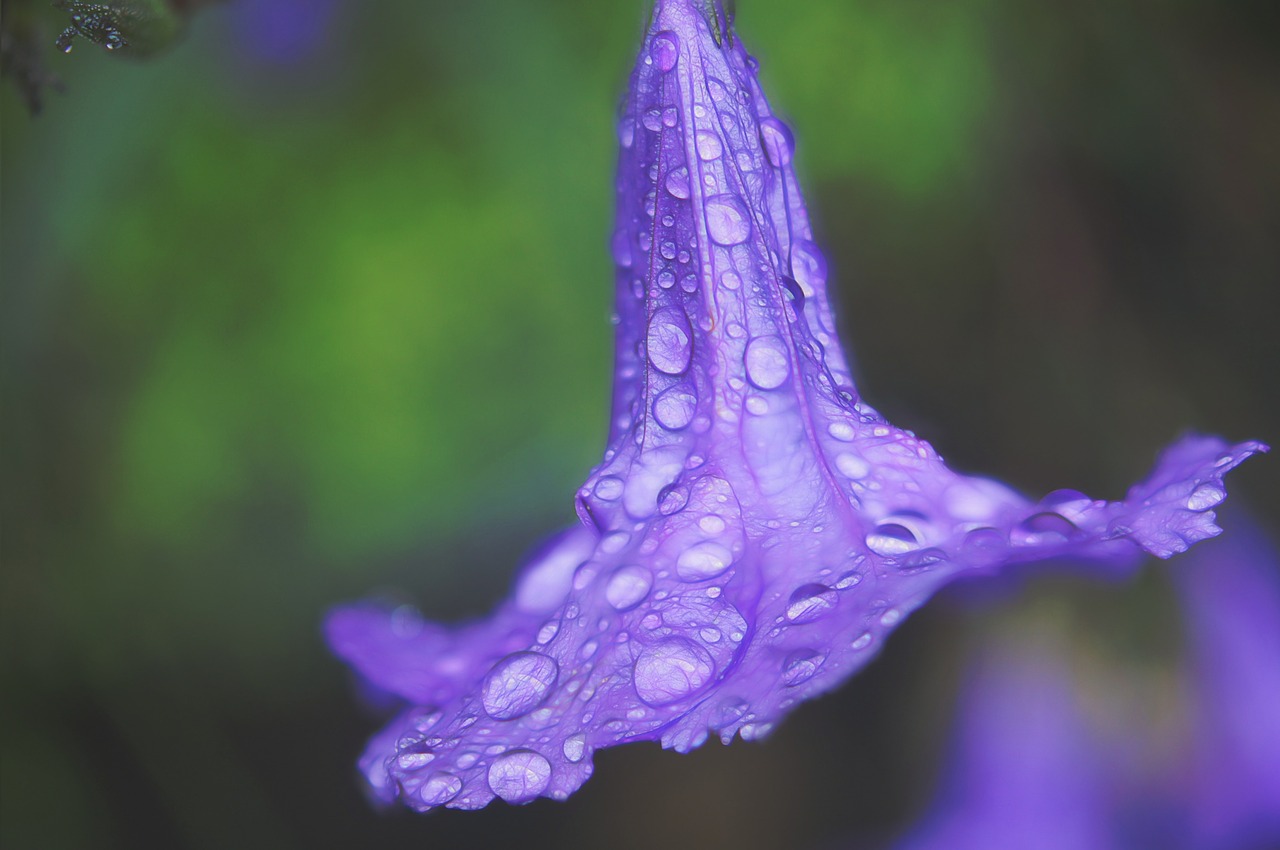 water drops flower lilac free photo