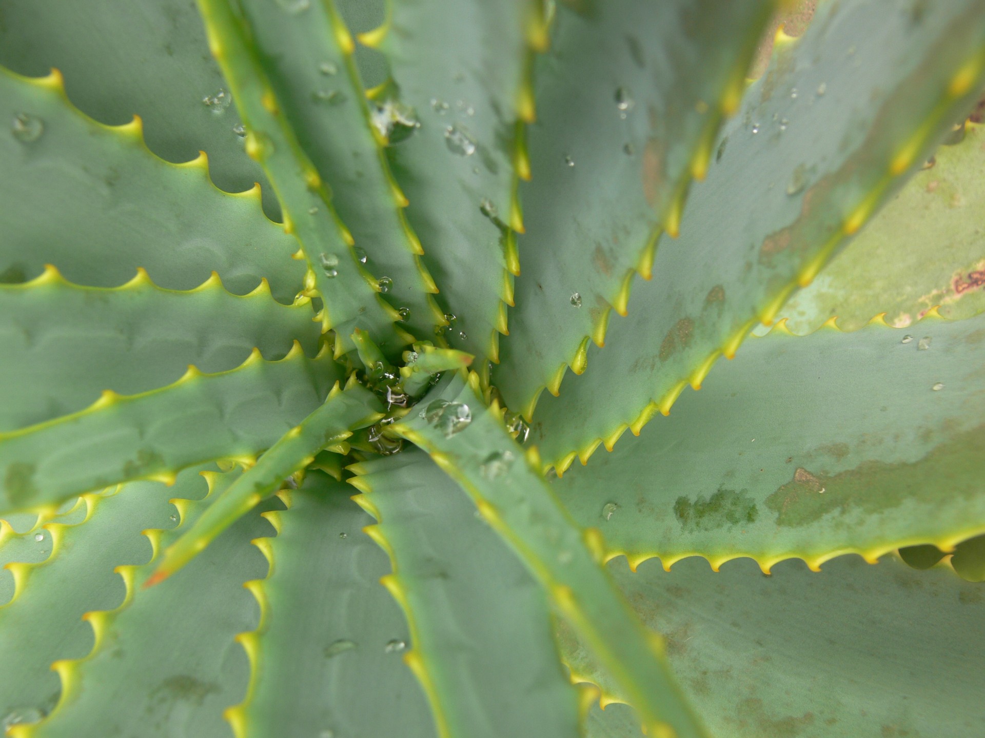 aloe cactus succulent free photo