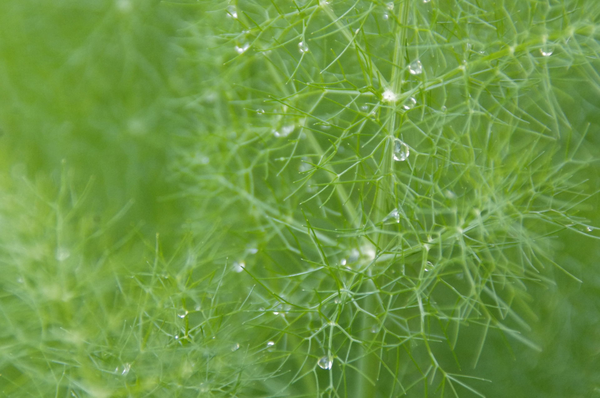 water drops dill green free photo