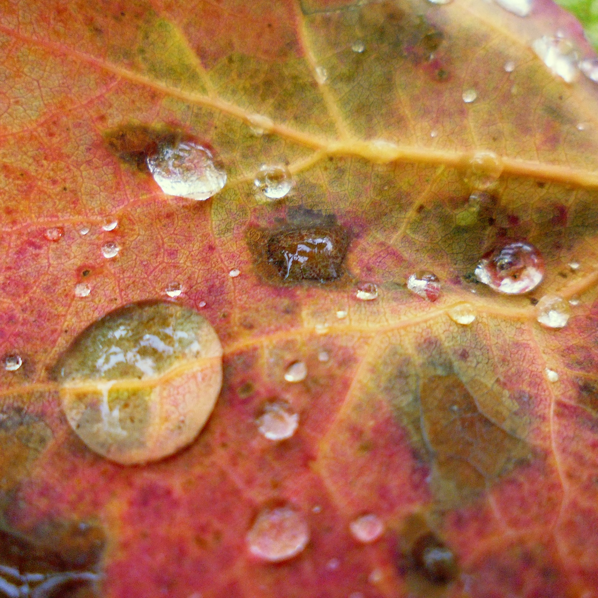 autumn water droplets water drops on fall leaf free photo