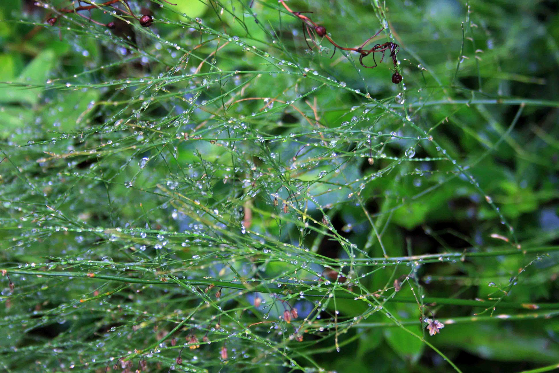 foliage fine finery free photo