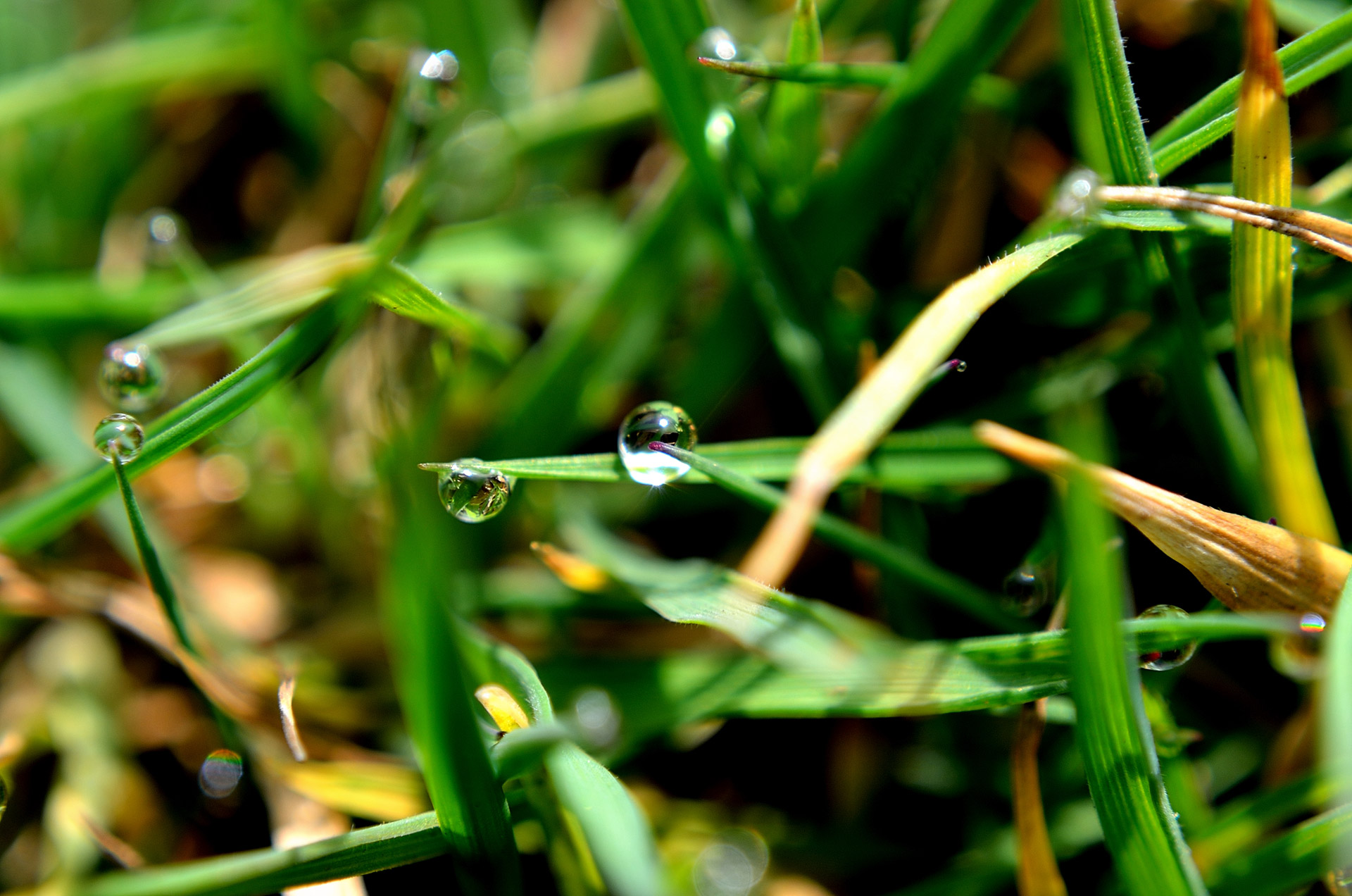 drop water grass free photo