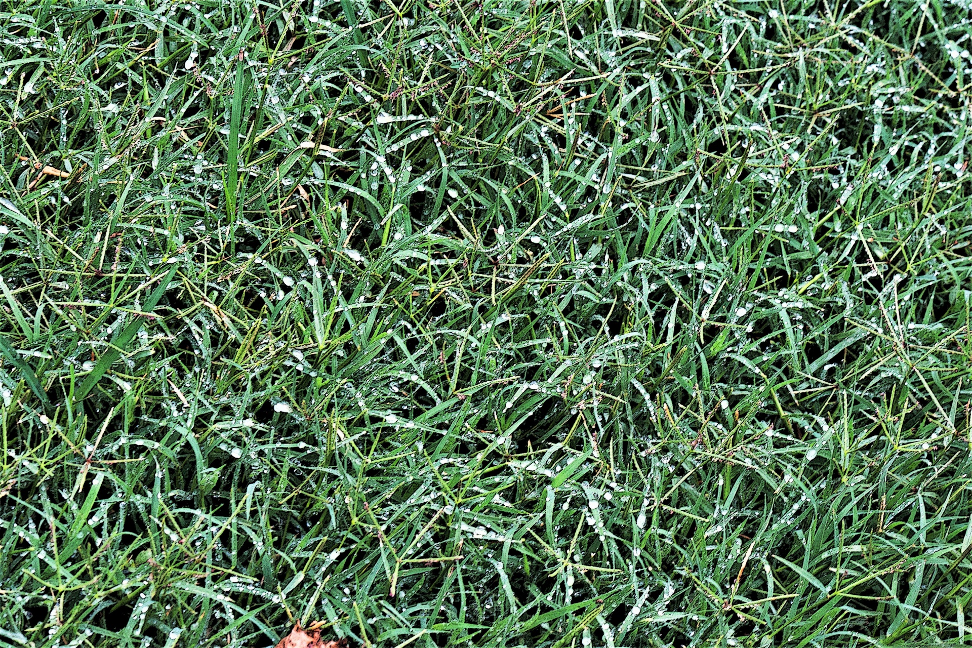 lawn grass green free photo