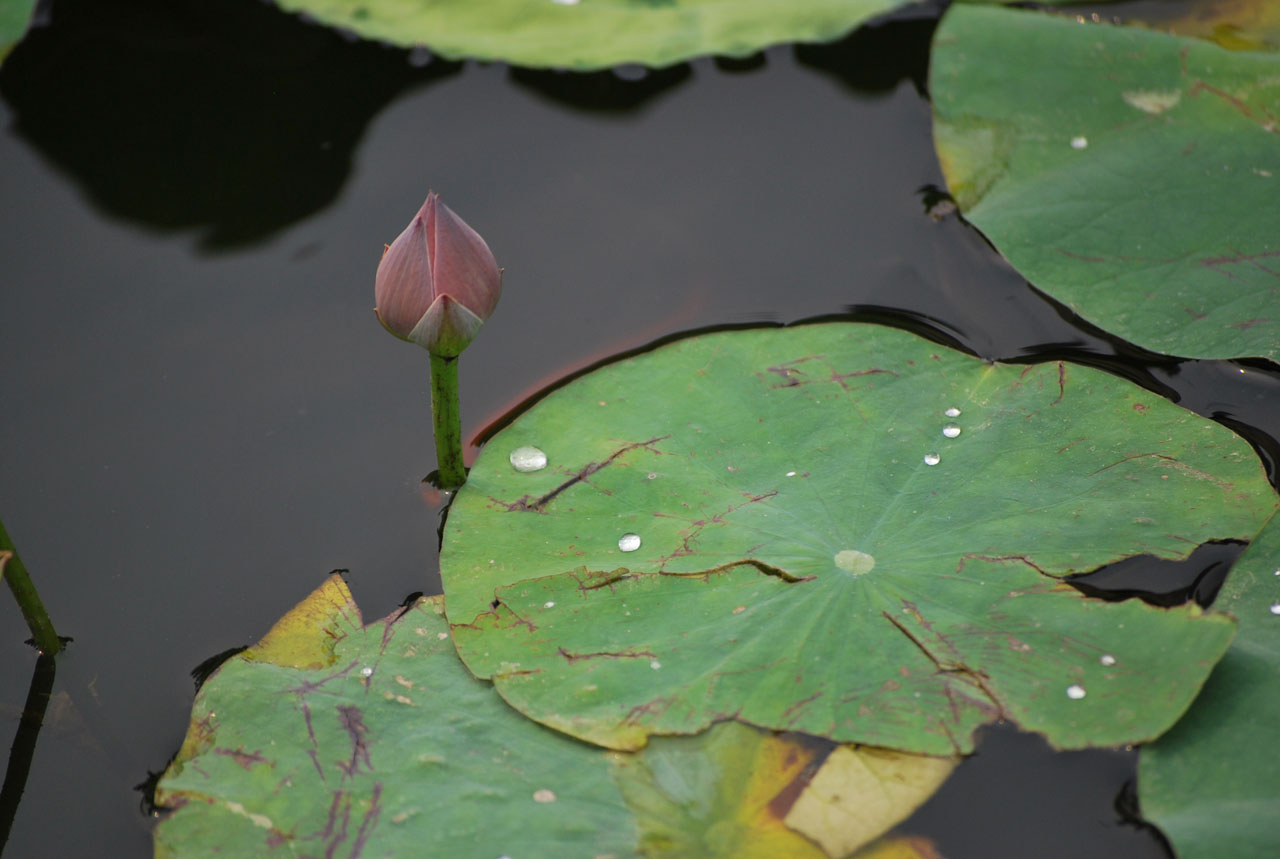 waterdrop lily pad free photo