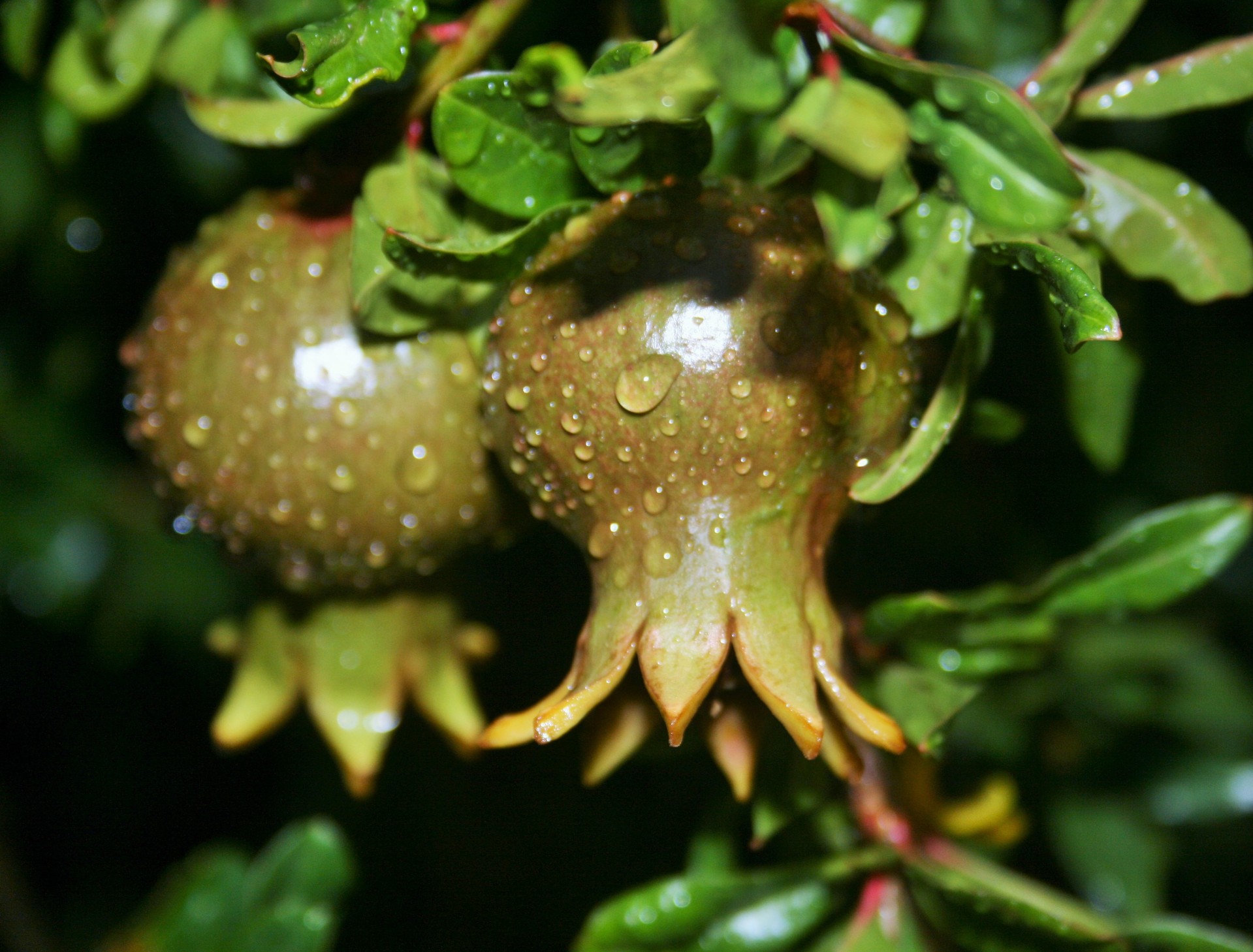 fruit pomegranate round free photo