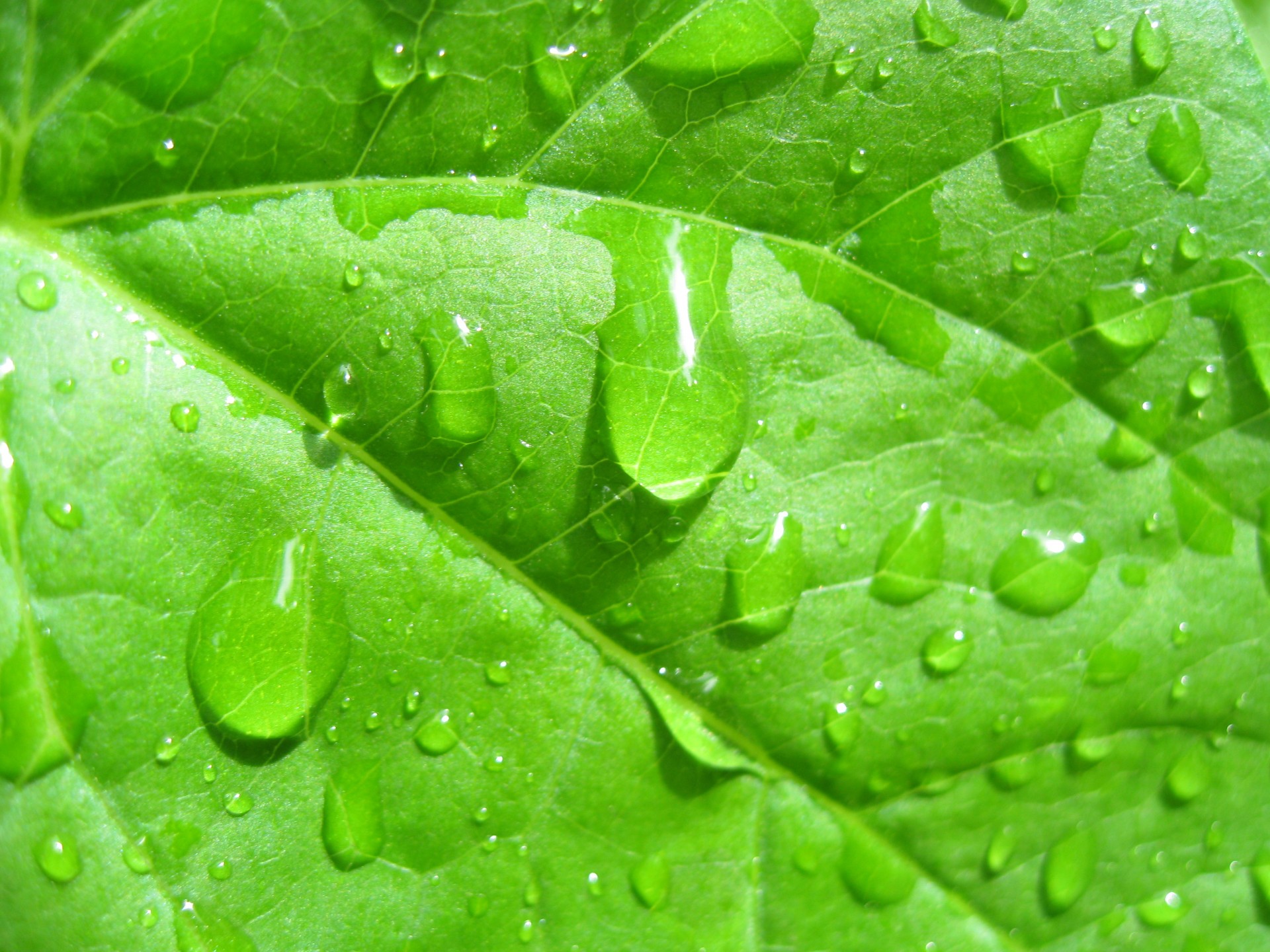 water drops leaves free photo