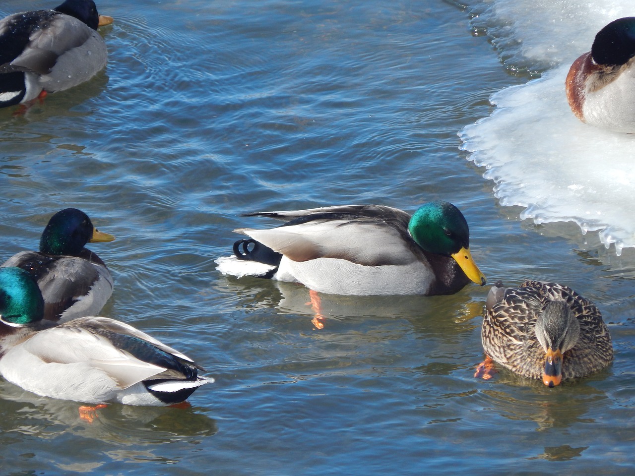 water duck mallard animal free photo