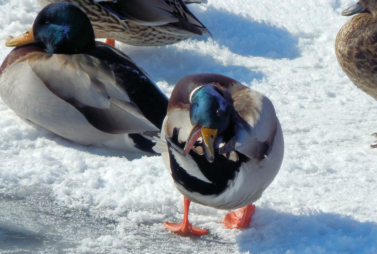 water duck mallard animal free photo