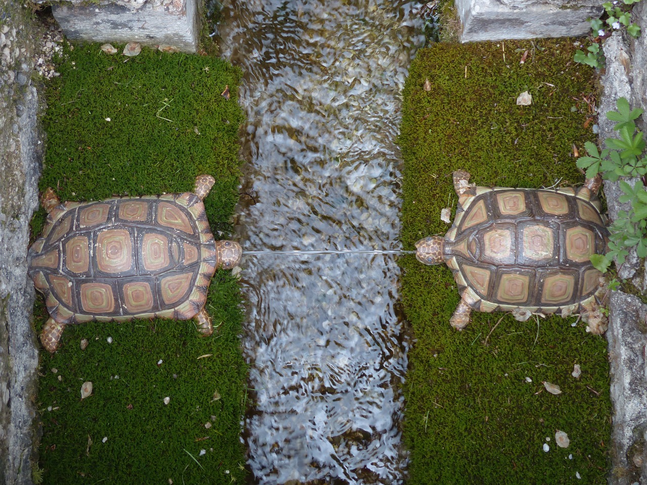water feature turtles hellbrunn free photo
