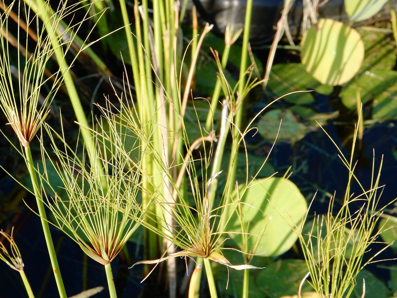 water flower garden green free photo