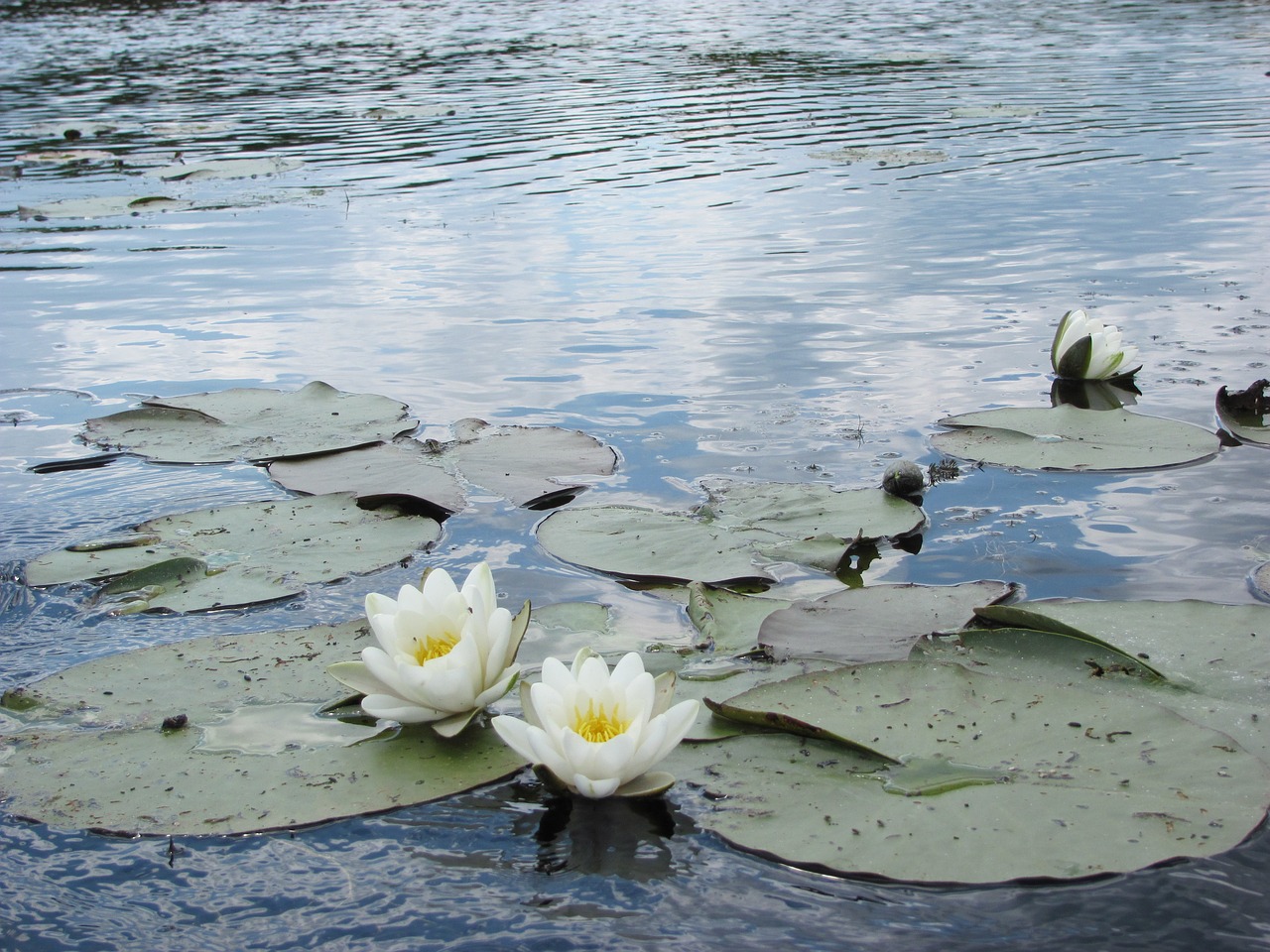 water flower river draw nature free photo