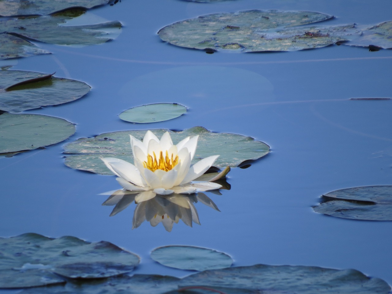 water flower lilly pad water free photo