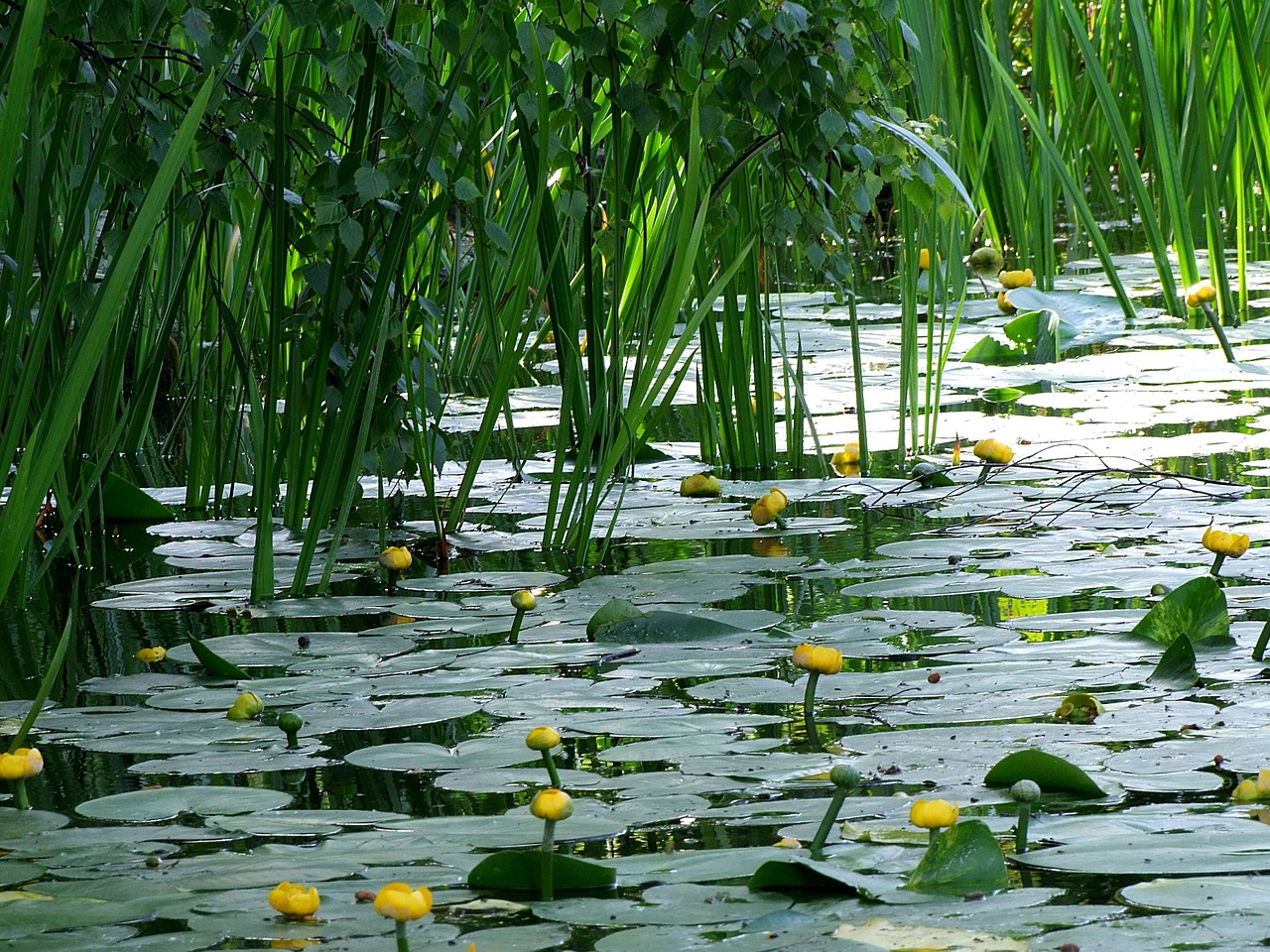 water flowers aquatic plant water lily free photo