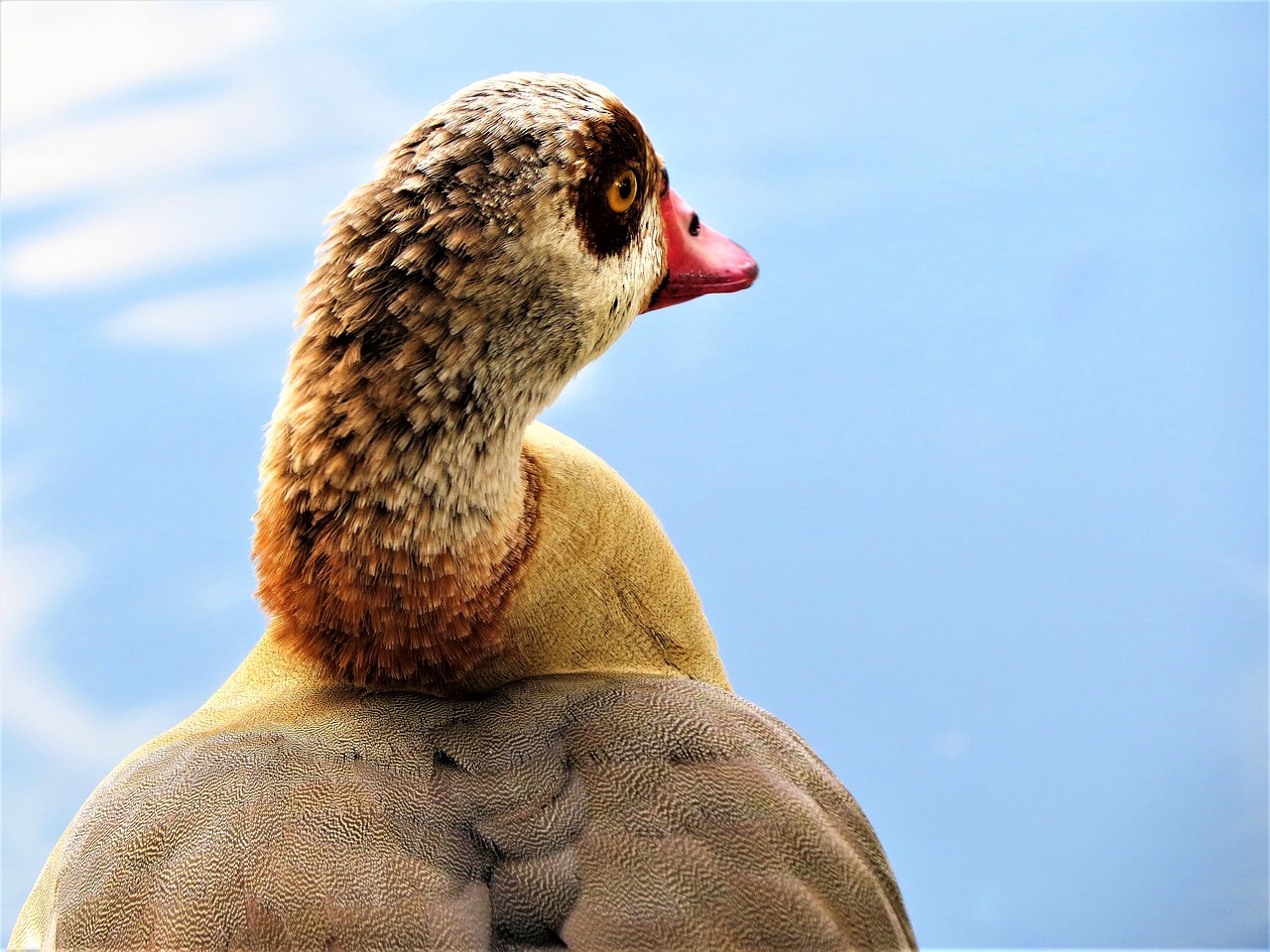 water fowl wildlife water free photo