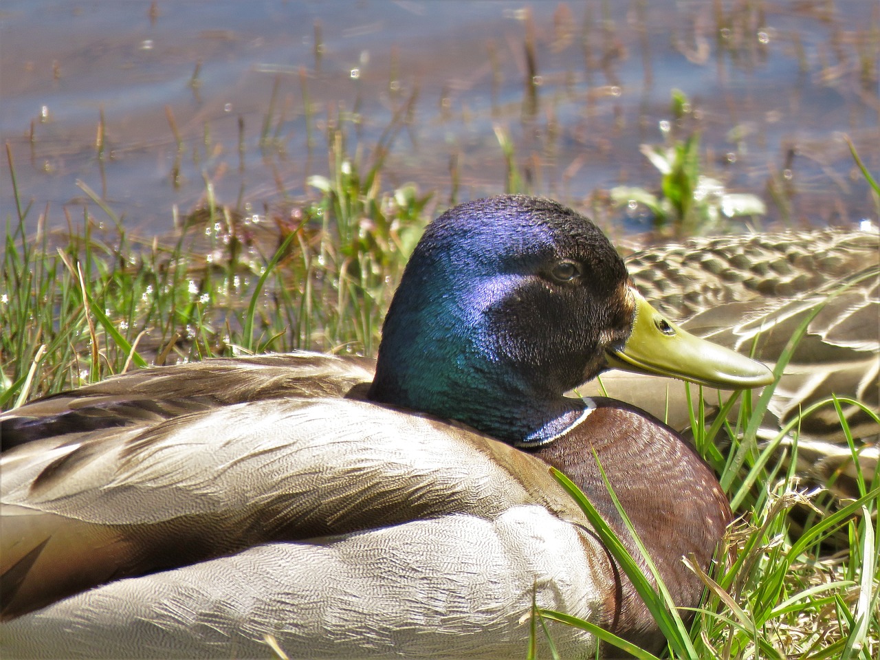 water fowl  blue  brown free photo