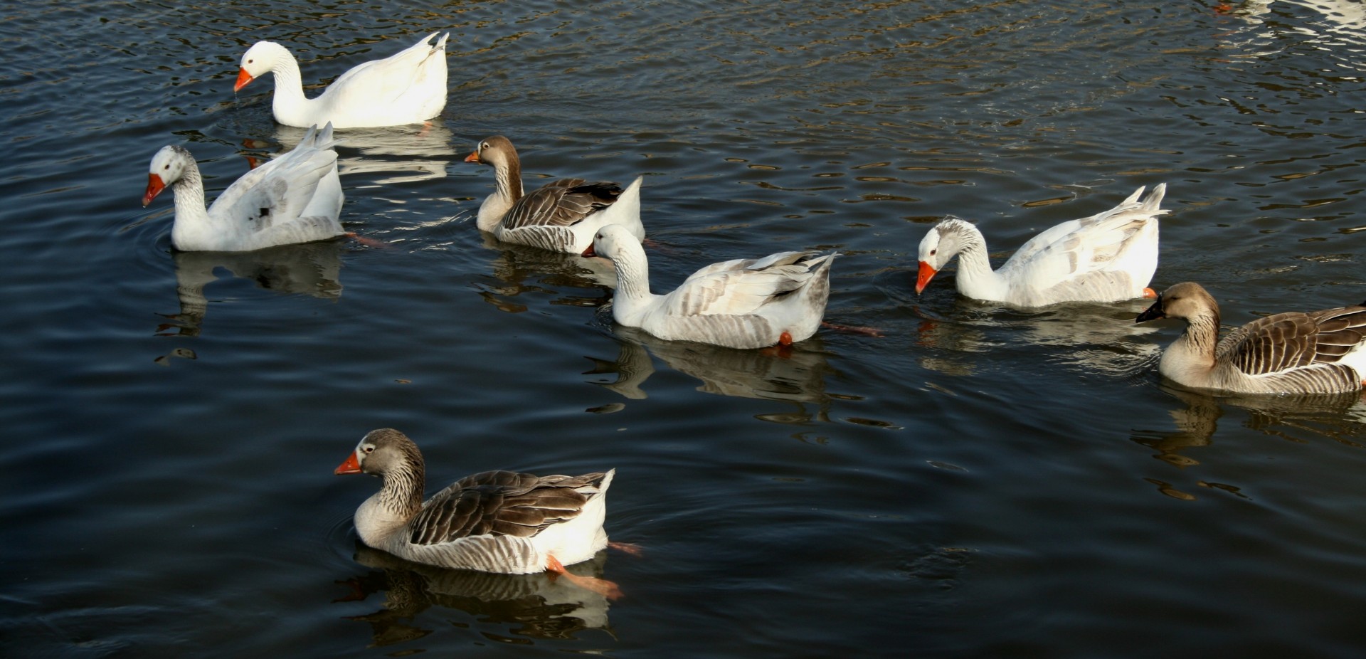 domestic white grey geese swimming gliding free photo