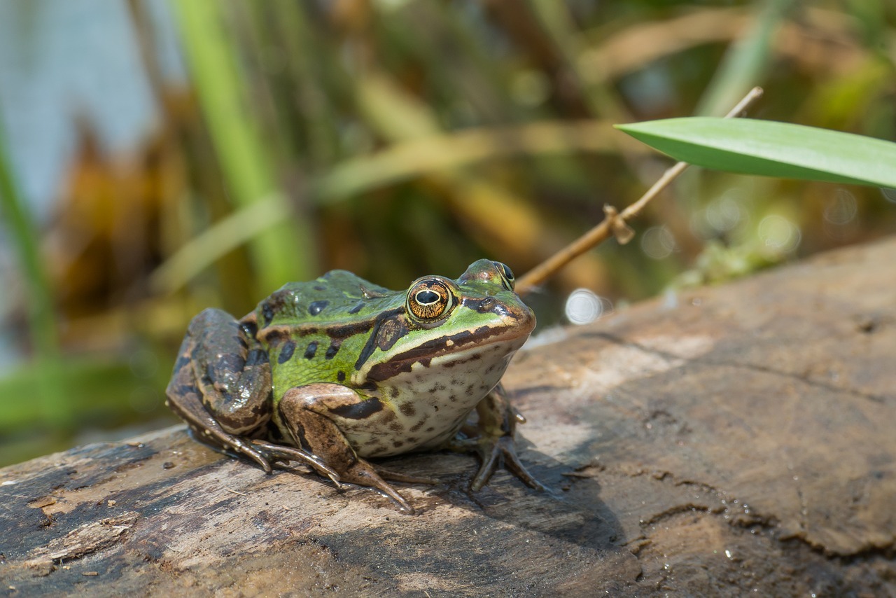 water frog frog amphibian free photo