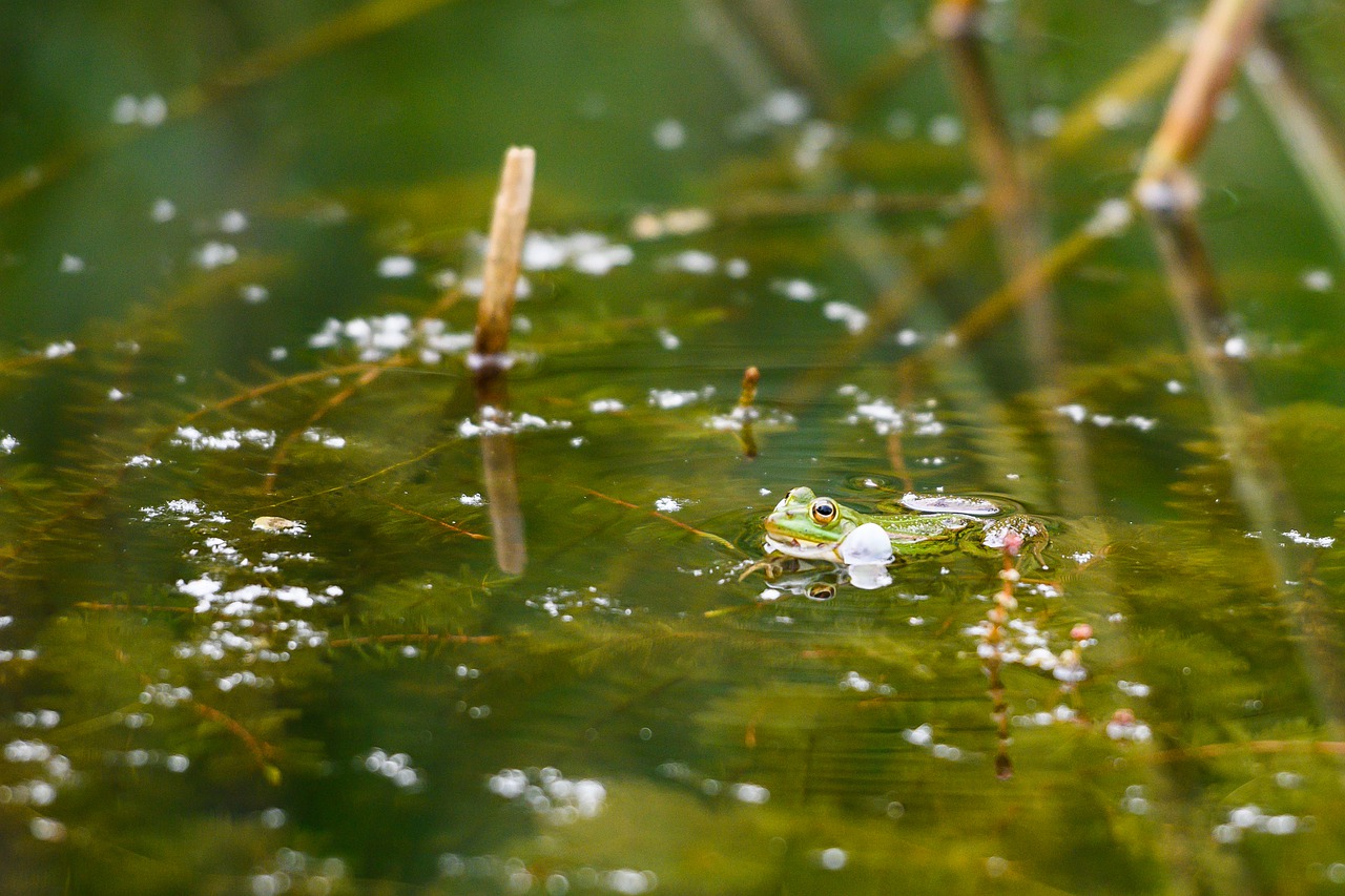 water frog  croaking  sound bubble free photo