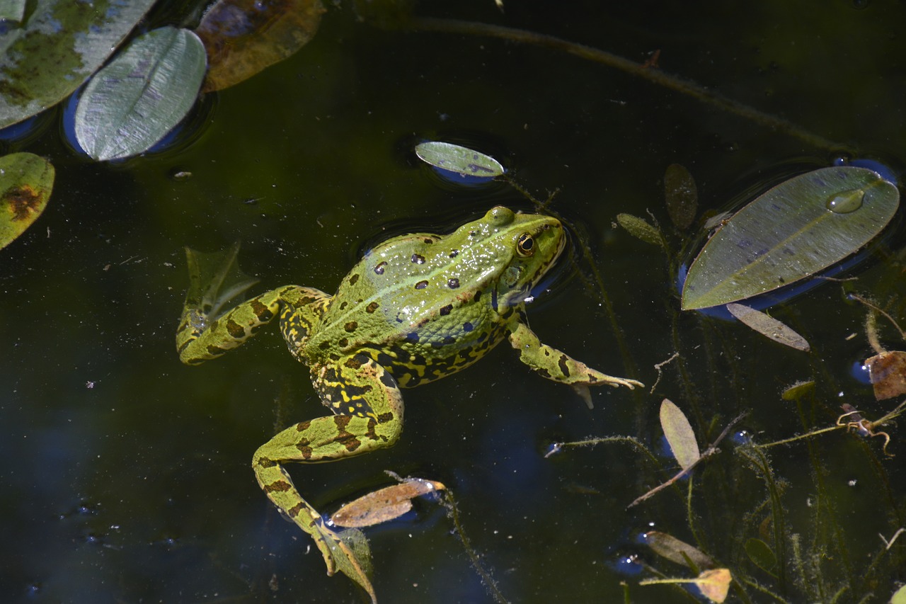 water frog amphibians green nature free photo