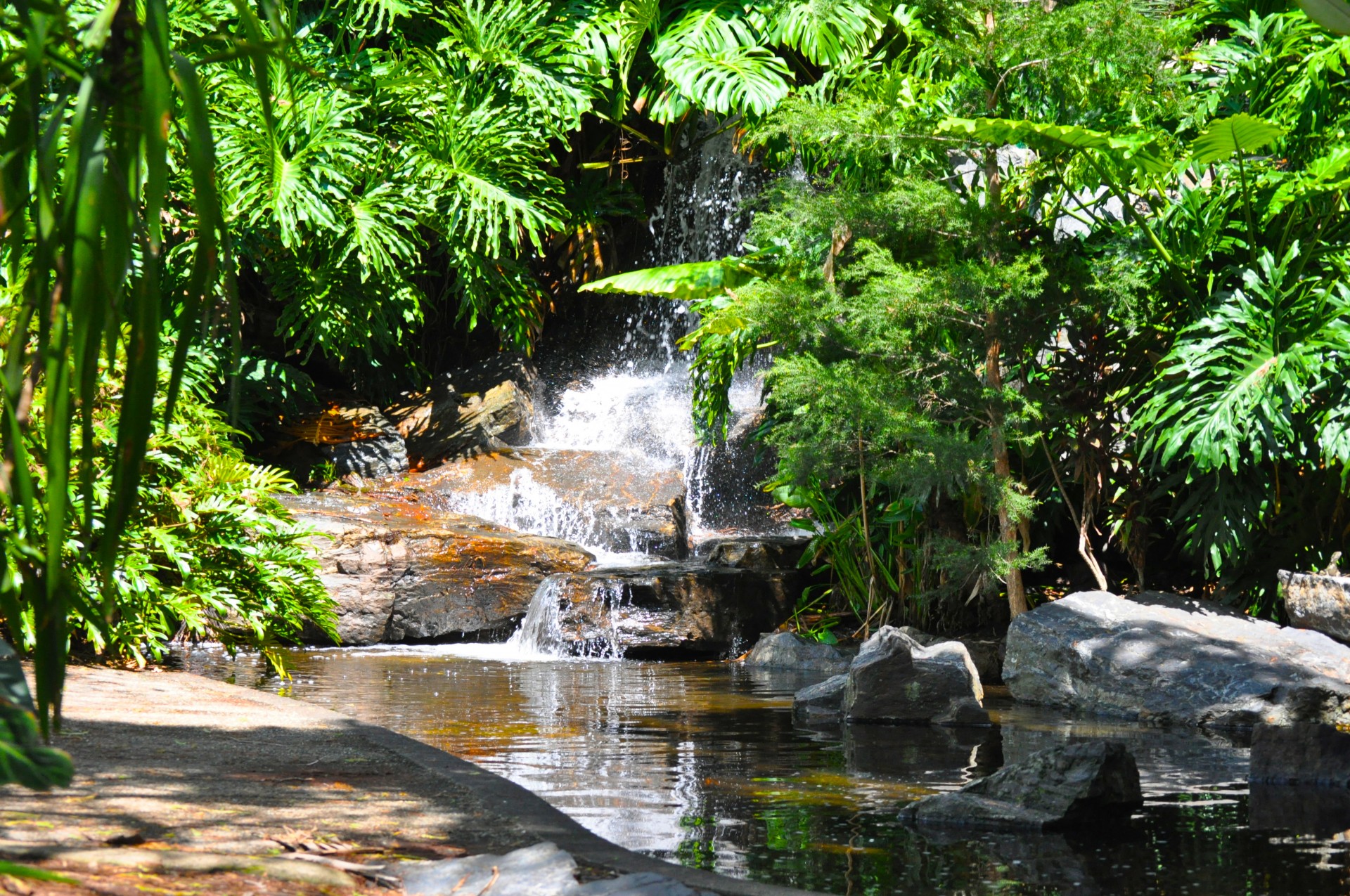 garden plants water free photo