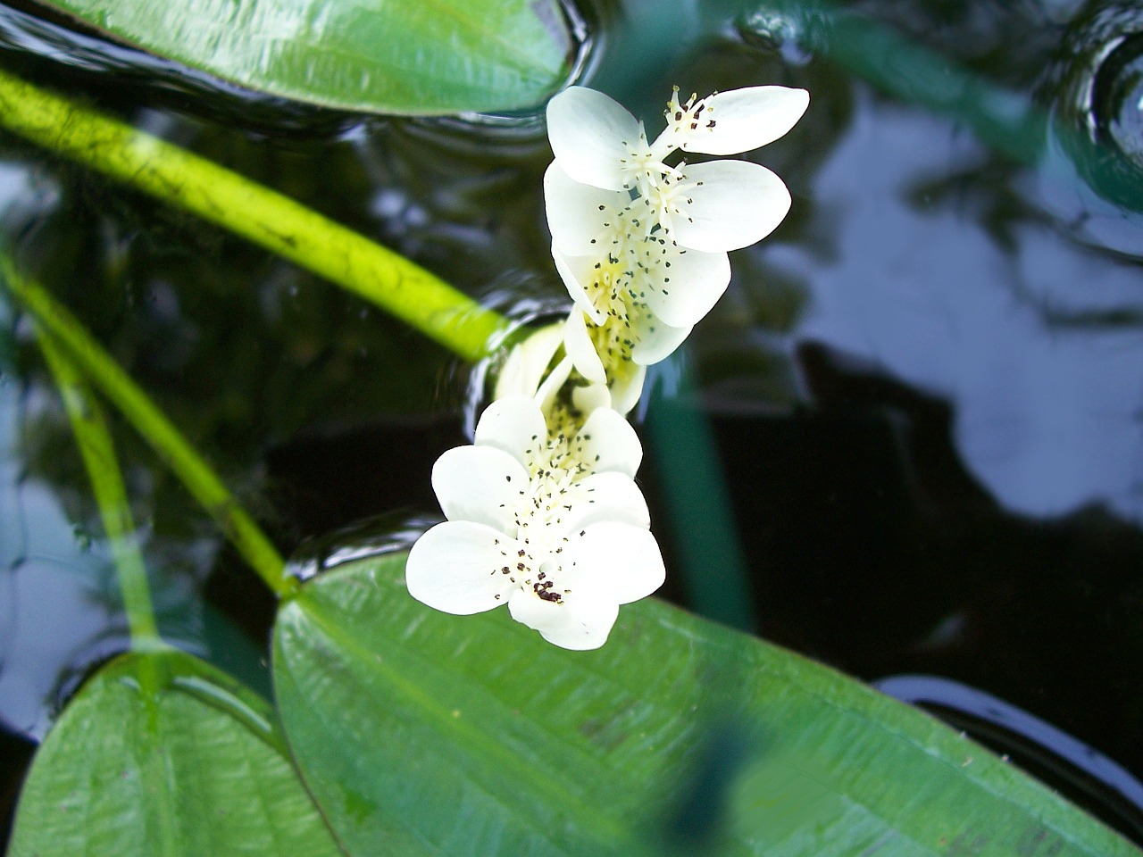 water hawthorn aponogeton distachyos cape-pondweed free photo