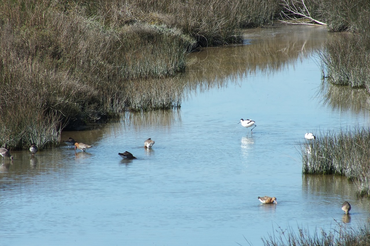 water hens ducks birds free photo