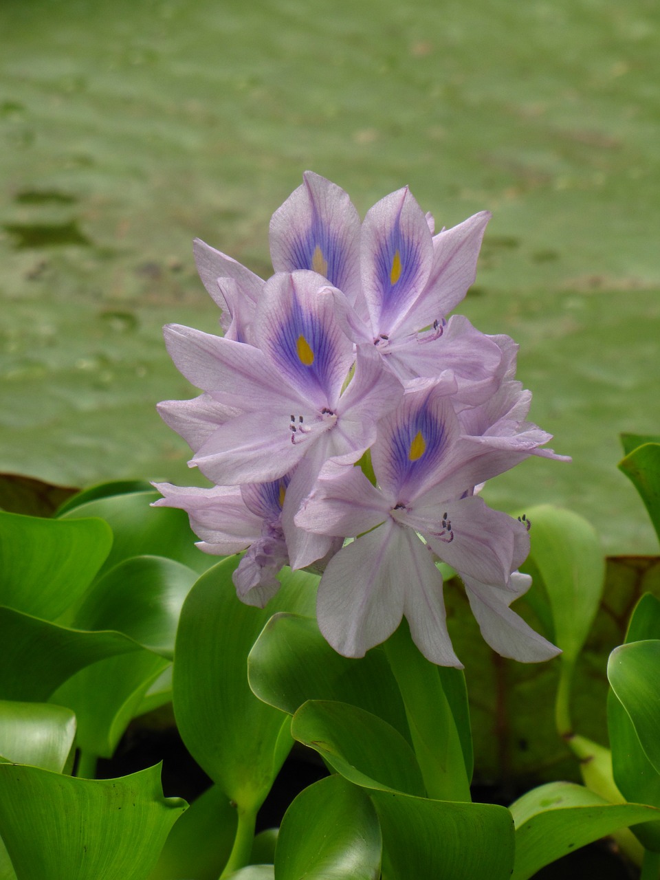 water hyacinth flower purple free photo