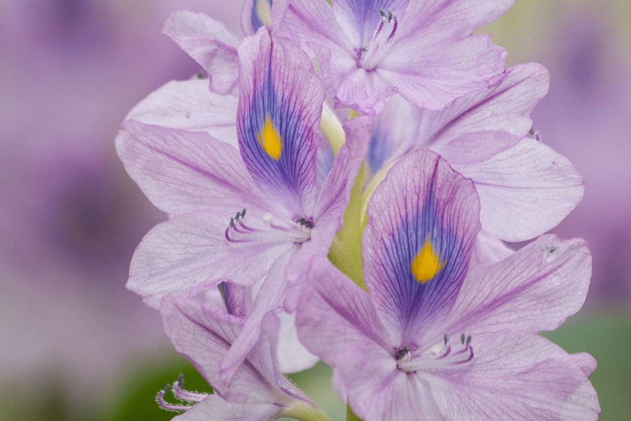water hyacinth eichhornia inflorescence free photo