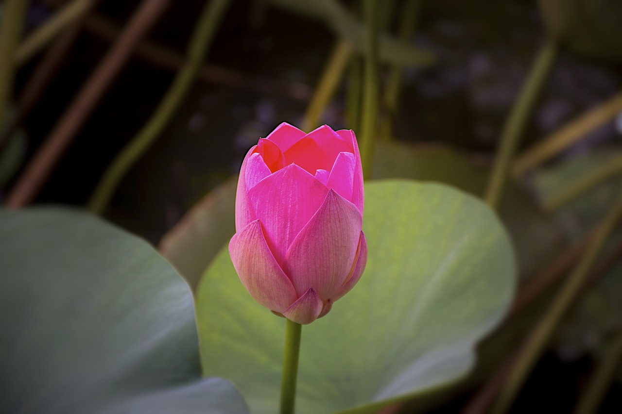 water hyacinth flower flower aquatica free photo