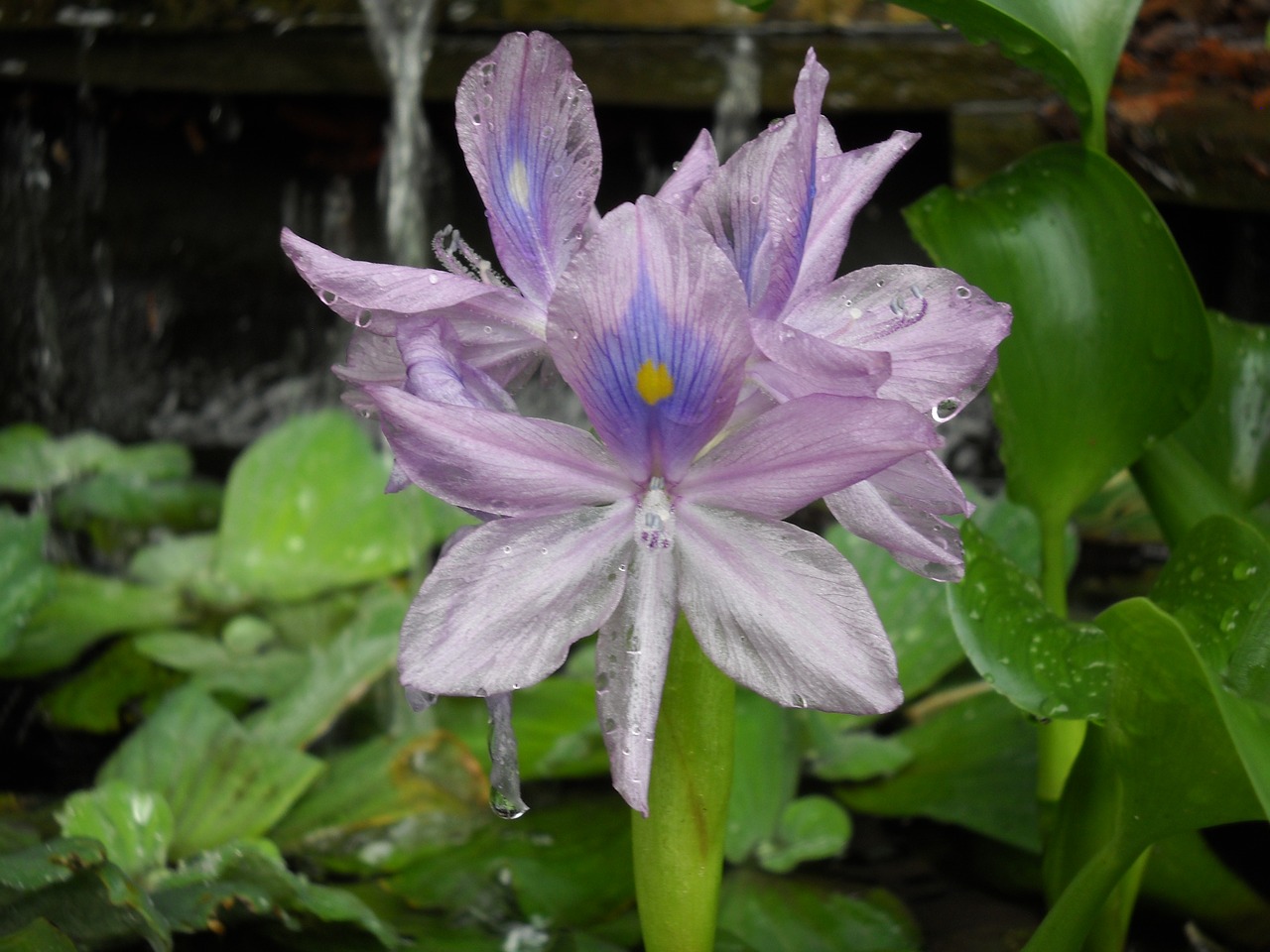 water hyacinth pond hyacinth free photo