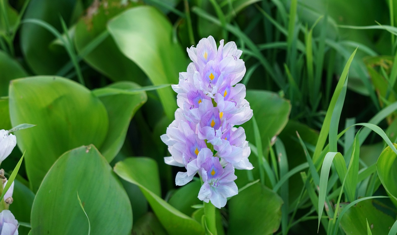 water hyacinth  hyacinth  flower free photo