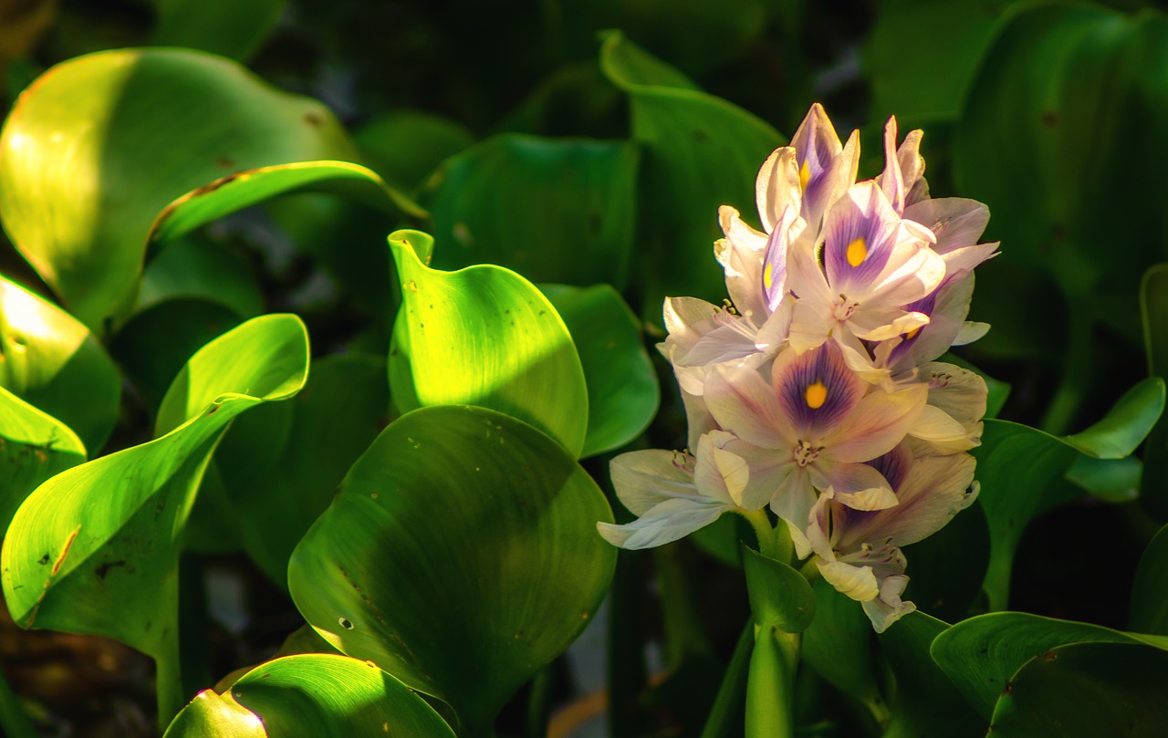 water hyacinth  green  bloom free photo
