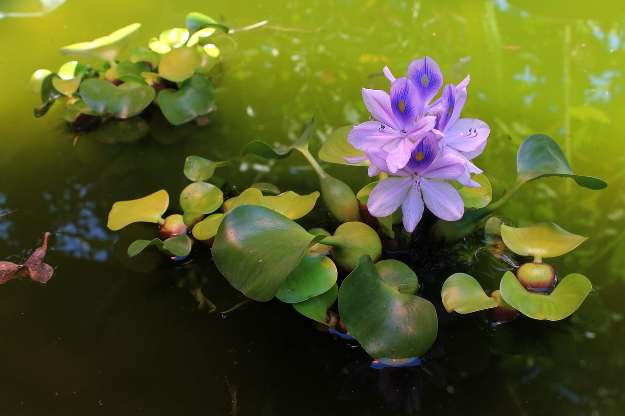 water hyacinth plant purple free photo