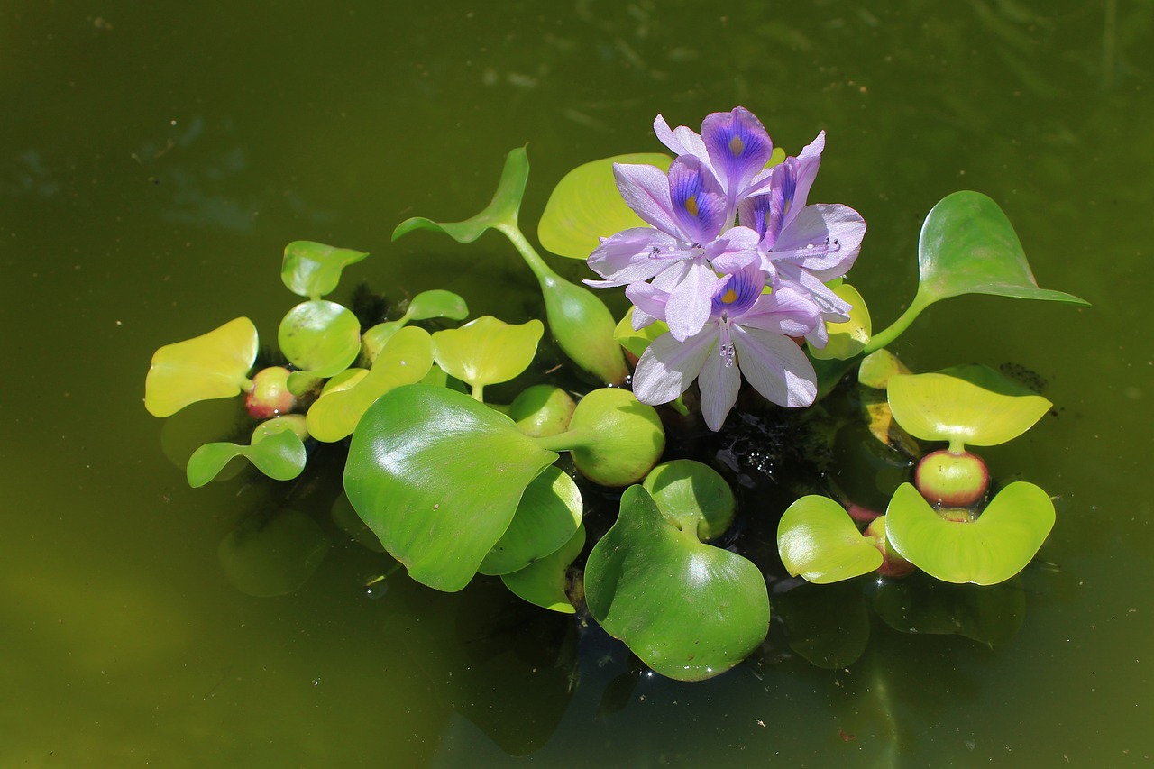 water hyacinth plant purple free photo