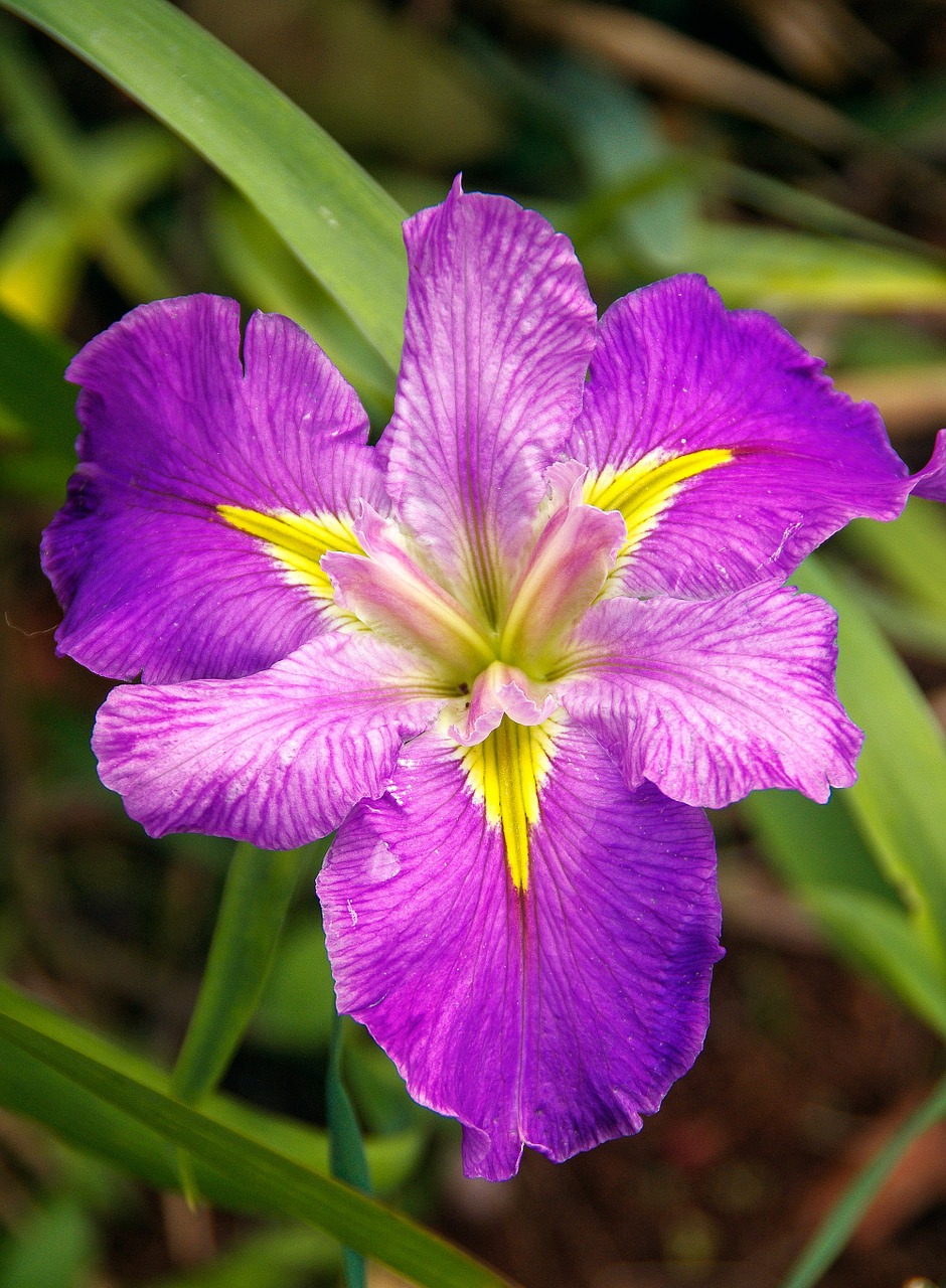 water iris louisiana iris iris free photo