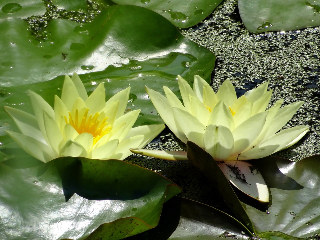 water lilies bloom aquatic plant free photo